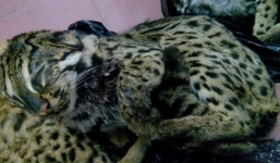 Người phụ nữ chở 6 cá thể mèo rừng quý hiếm bị bắt giữ